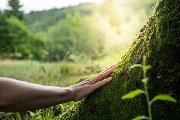 How Our Tree Care Process Works  in  Roseburg, OR