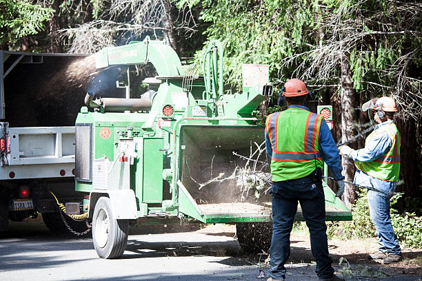 Roseburg, OR Tree Services Company